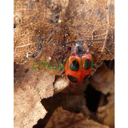 Endomychus coccineus (Linnaeus, 1758) Wygłodek biedronkowaty